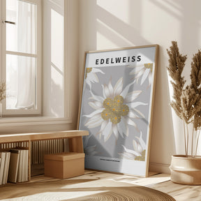 Edelweiss - National flower of Switzerland Poster