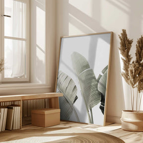 Banana leaf 1 Poster