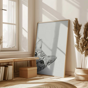 Curious Cat Poster