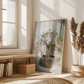 Small Olive Tree In a Wooden Barrel Poster