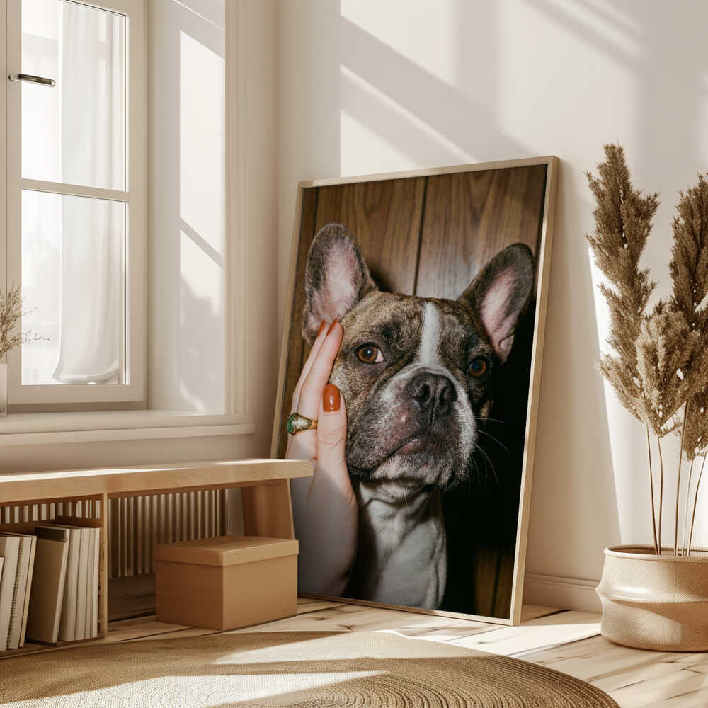 Petting a Frenchie Poster