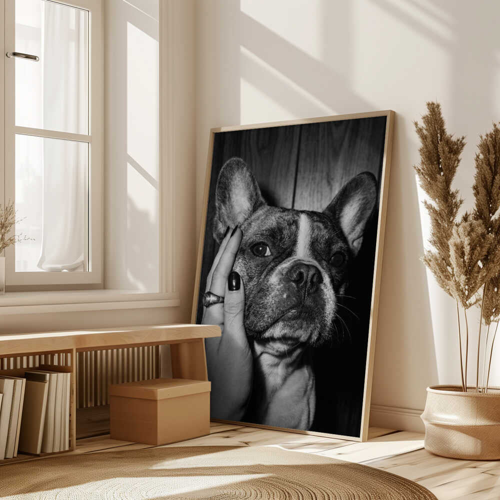 Petting a Frenchie Poster