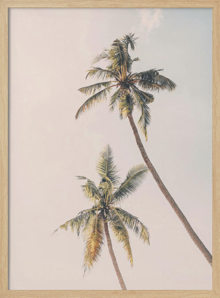 Tropical Palms Poster