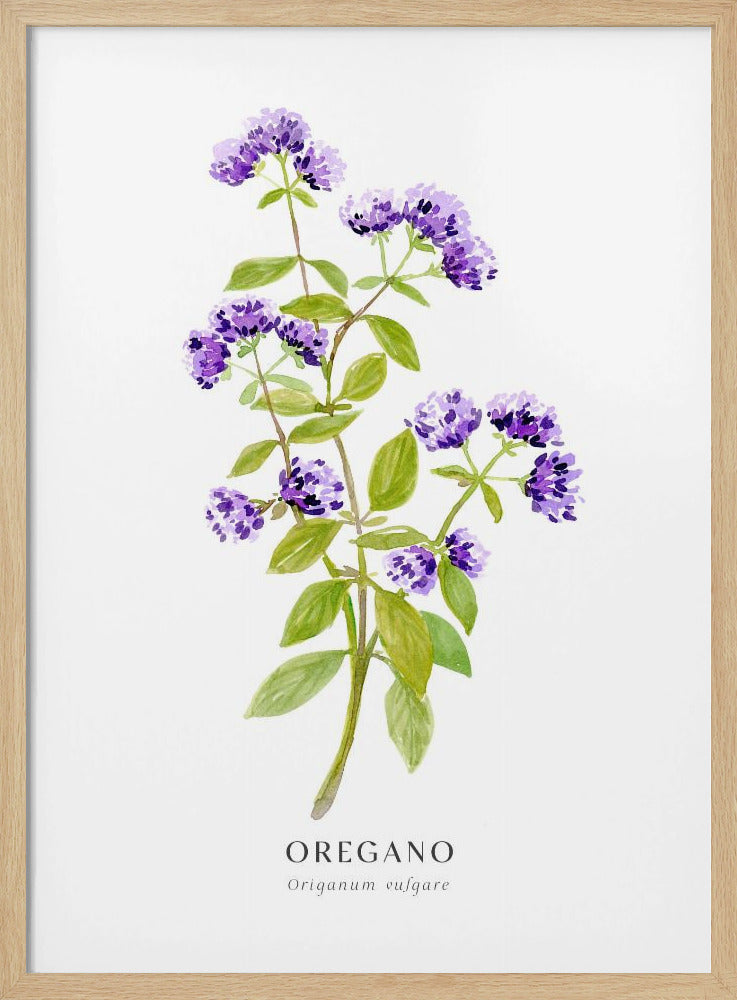 Oregano I Poster