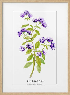 Oregano II Poster