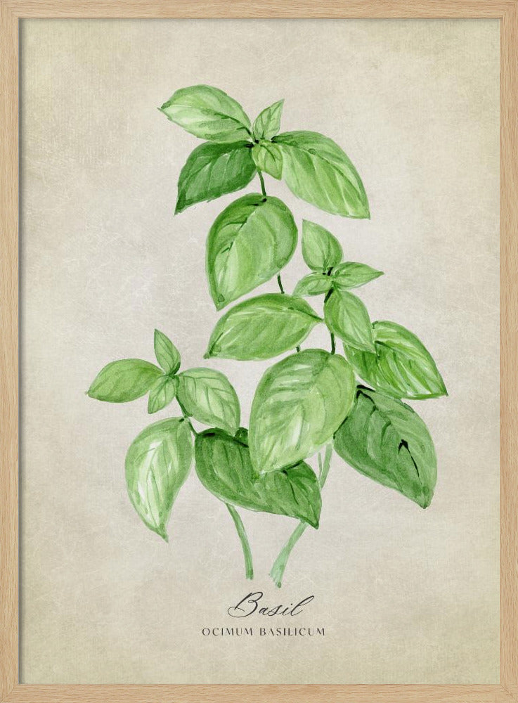 Basil vintage Poster