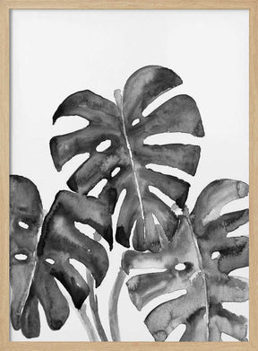 Monstera leaves in loose watercolor bw Poster