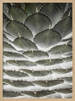 Spiral Succulent Poster