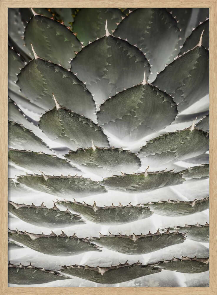 Spiral Succulent Poster