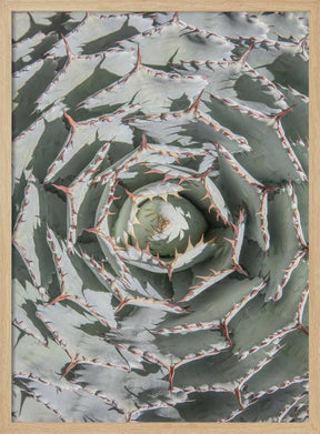 Spiral Succulent Maze Poster