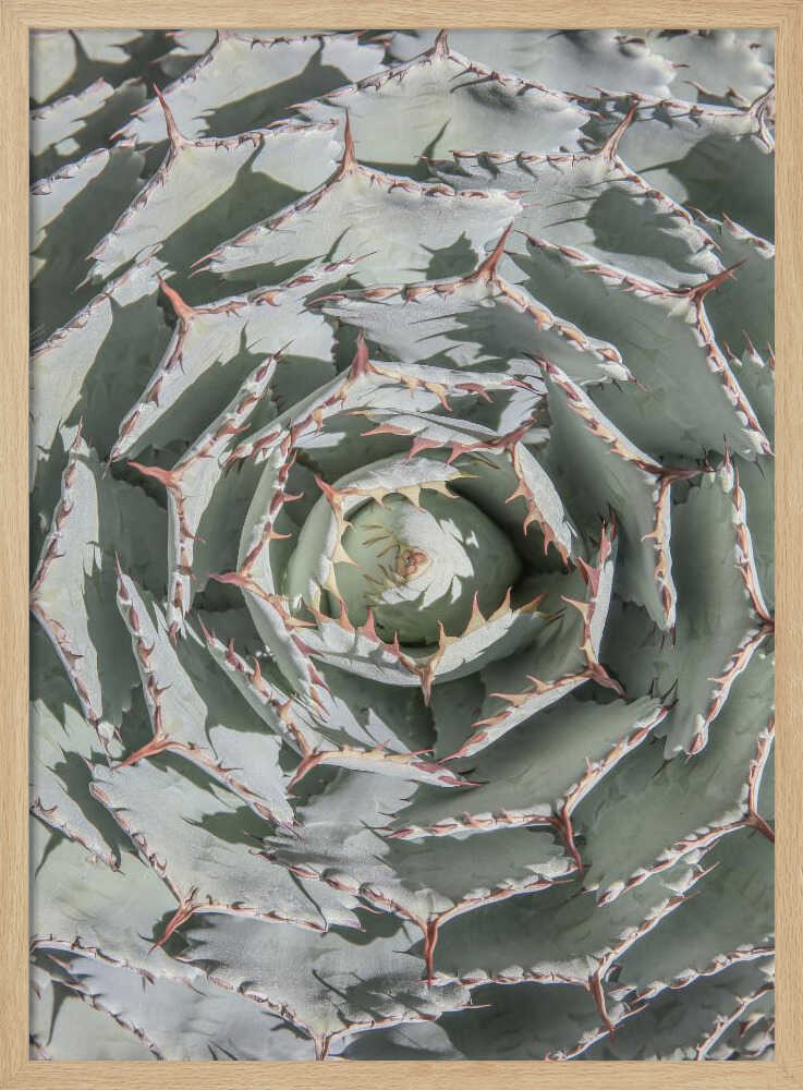 Spiral Succulent Maze Poster