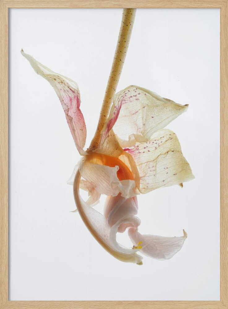 Petal Symphony Poster