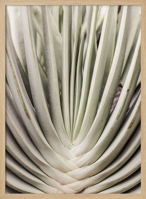 Desert Fan Dance Poster