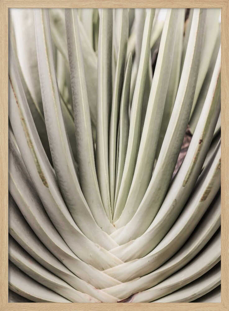 Desert Fan Dance Poster