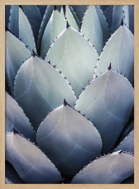 Agave Geometry Poster