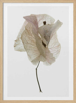 Petal Whisper Poster