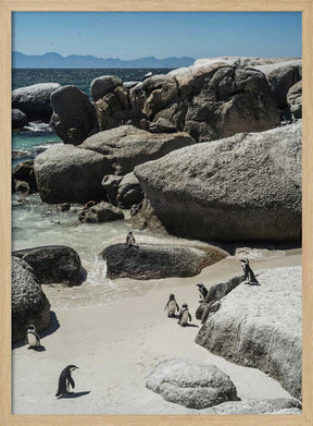 Penguin Cove Serenity Poster