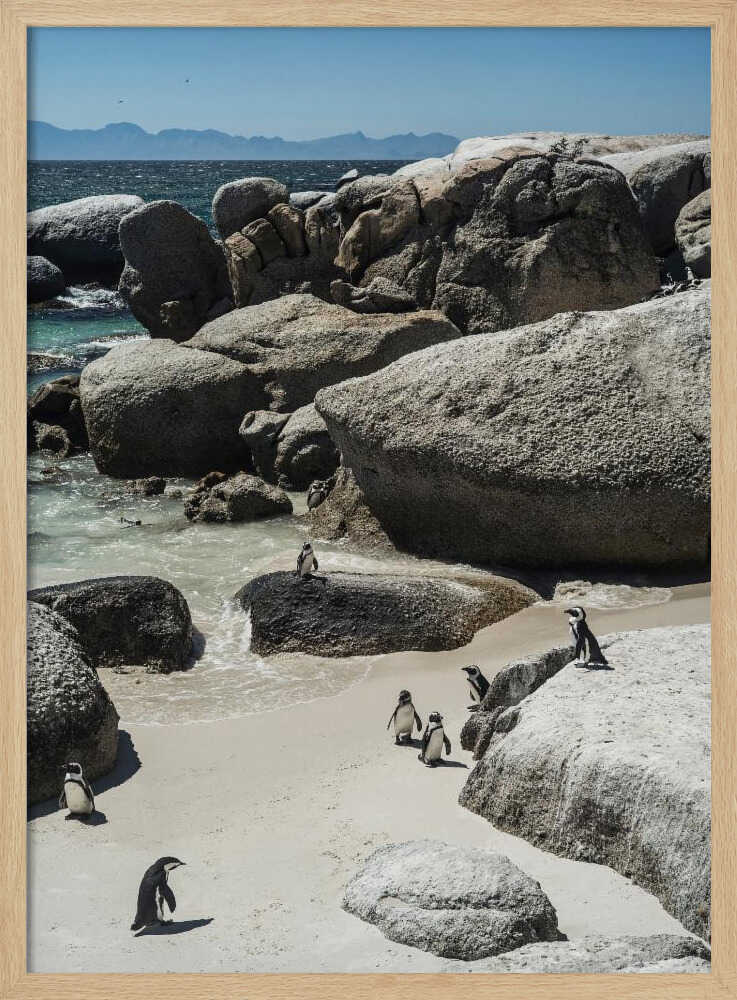 Penguin Cove Serenity Poster