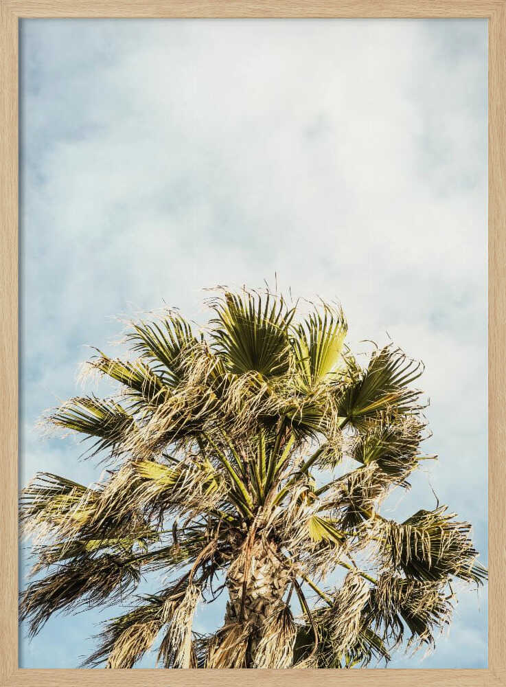 Sunlit Fronds Poster