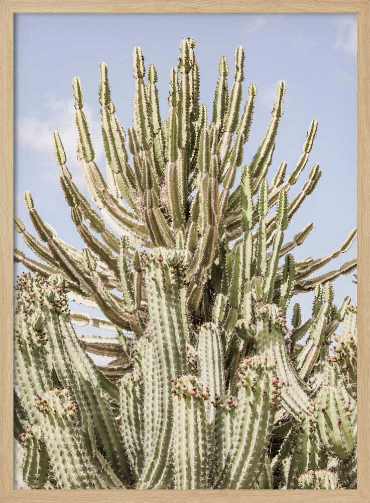 Cactus Symphony Poster