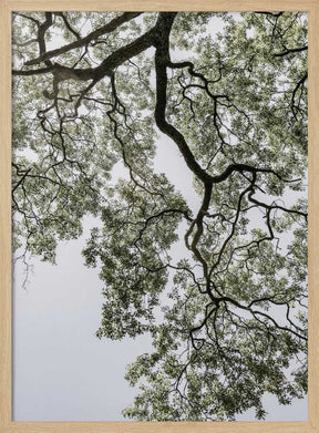 Ethereal Canopy Poster