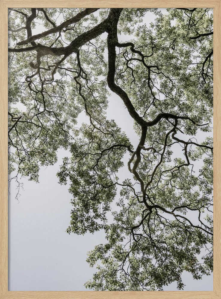 Ethereal Canopy Poster
