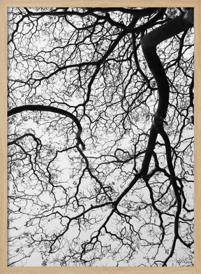 Branches' Dance Poster