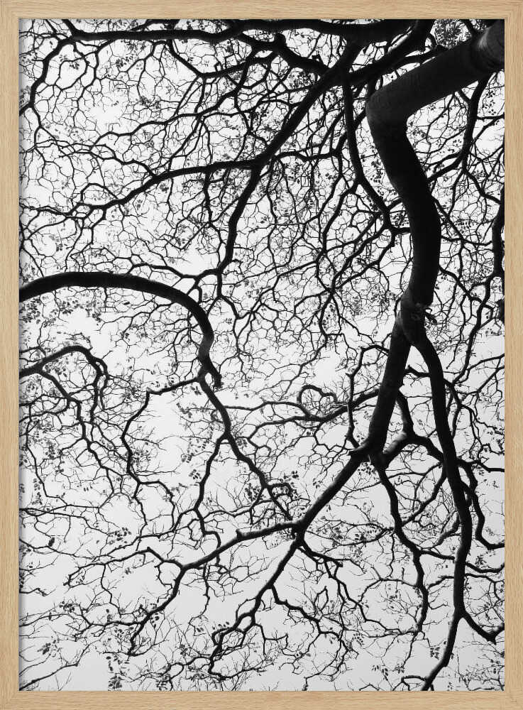 Branches' Dance Poster