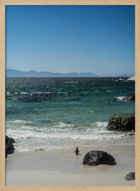 Penguin's Beach Walk Poster