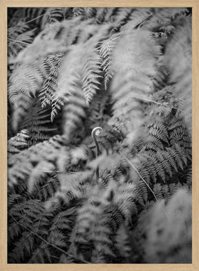 Black And White Photograph Poster