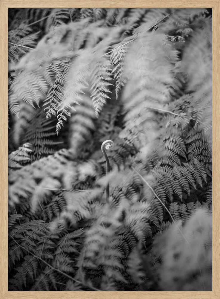 Black And White Photograph Poster
