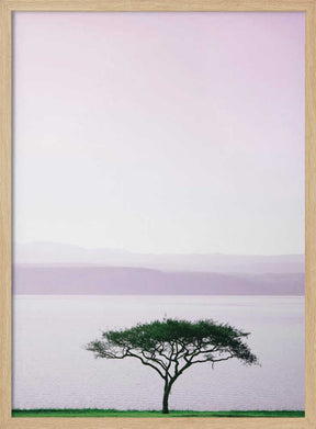 Tree By A Tranquil Lake Poster