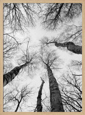 Reaching Branches Poster
