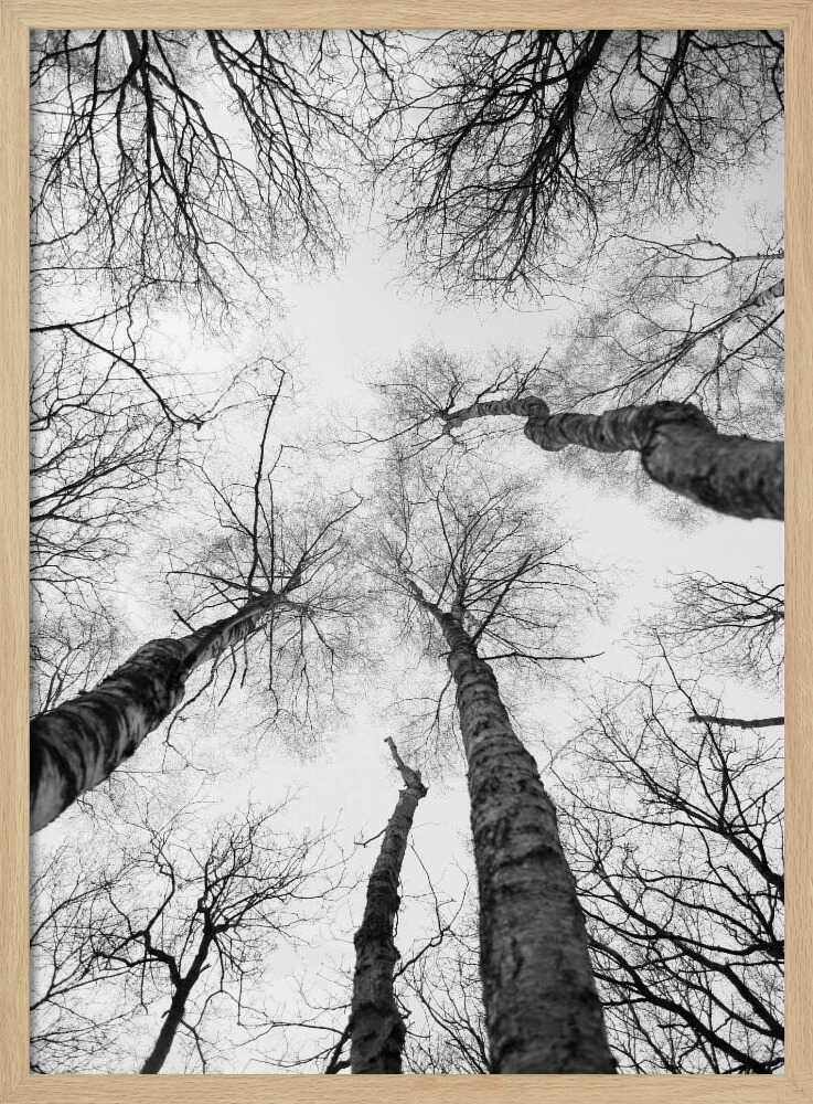 Reaching Branches Poster