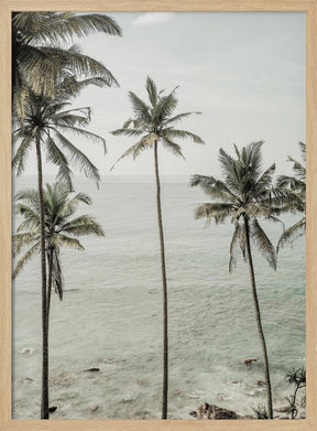 Tropical Dreams Poster