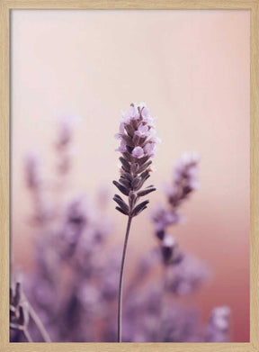 Lavender Serenity Poster
