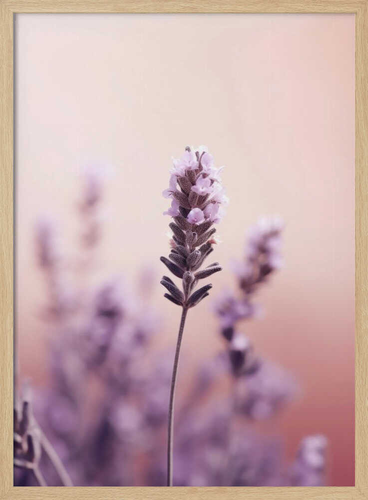 Lavender Serenity Poster