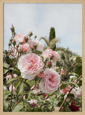 Garden Roses Poster