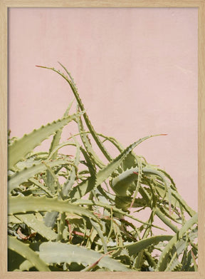 Cacti on Pink Poster