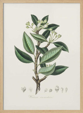 Wintera Aromatica Medical Botany Poster