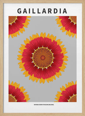 Gaillardia - National flower of Belgium Poster