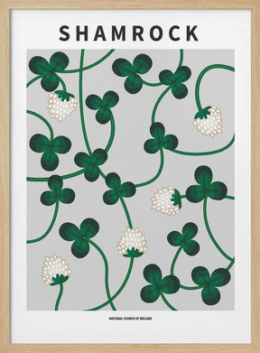 Shamrock - National flower of Ireland Poster