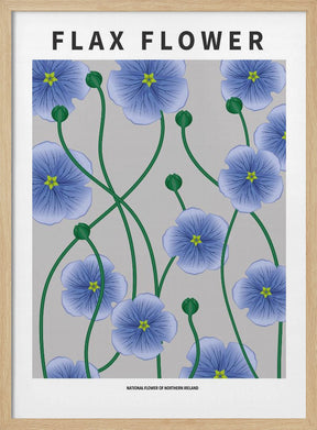 Flax flower - National flower of Ireland Poster