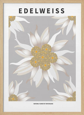 Edelweiss - National flower of Switzerland Poster
