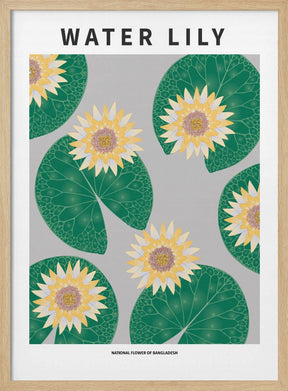 Water lily - National flower of Bangladesh Poster