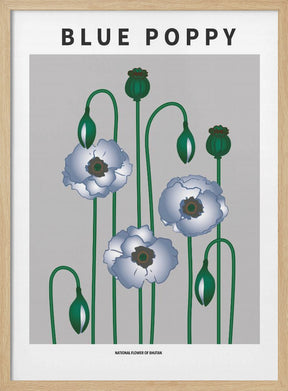 Blue Poppy - National flower of  Bhutan Poster