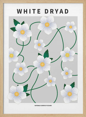 White dryad - National flower of Iceland Poster