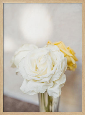 White Roses Poster