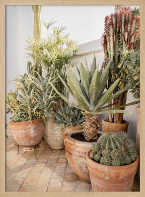 Garden with Various Potted Succulents and Cacti Poster