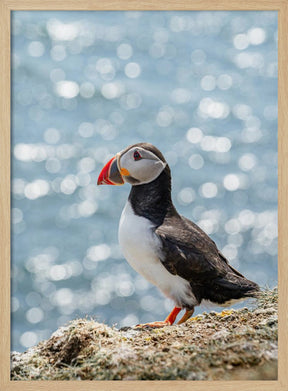 Scottish Puffin Poster